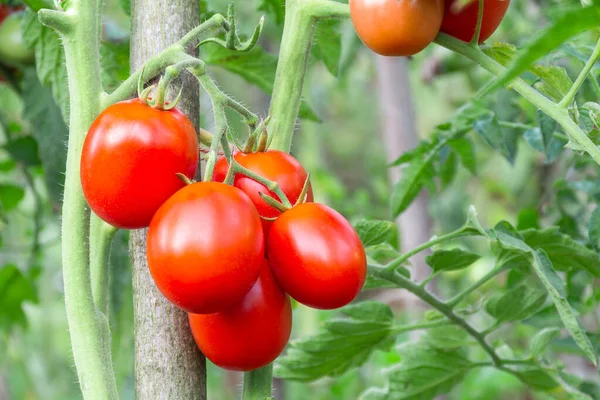 Red Oval Tomatoes Ripen Bunch Stem Tomato Bush Rechtenvrije Stockafbeeldingen