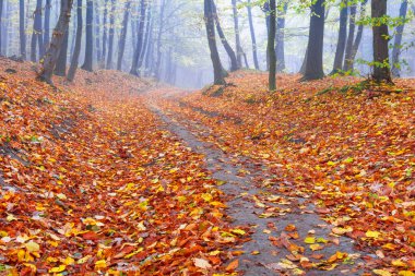 Sonbahar ormanında sisli bir sabah. Sonbahar yapraklarıyla kaplı bir orman yolu.