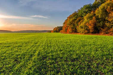 Sonbahar ormanının kenarında genç buğday filizlerinden oluşan yeşil bir tarla ve gün batımının renklerinde gökyüzü. Güzel sonbahar manzarası