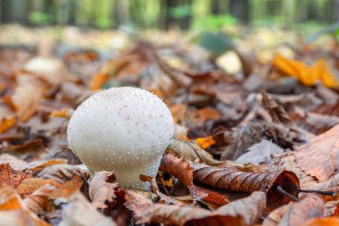 Genç mantar Lycoperdon perlatum ormanda dökülen yaprakların arasında yetişir.