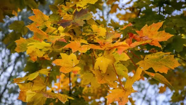 Κίτρινα Φθινοπωρινά Φύλλα Σφενδάμου Λικνίζονται Ένα Κλαδί Χρυσό Φθινόπωρο — Αρχείο Βίντεο