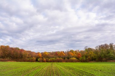 Sonbahar renklerinde buğday ve orman filizlerinin sıralandığı resimli sonbahar manzarası