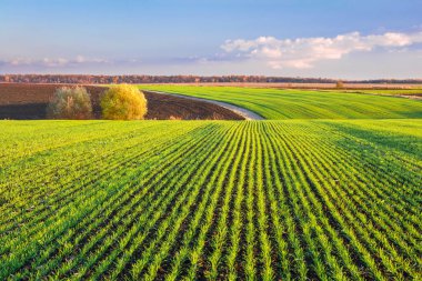 Green sprouts of wheat grow in rows on the hilly terrain of agricultural fields. Picturesque autumn landscape in evening colors clipart