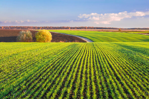 Green sprouts of wheat grow in rows on the hilly terrain of agricultural fields. Picturesque autumn landscape in evening colors