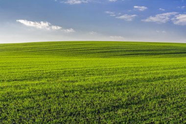 Yeşil bir buğday tarlasından oluşan tepenin manzarası mavi gökyüzünün arka planında bulutlarla birlikte filizleniyor.
