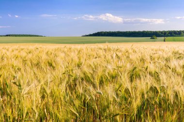 Ön planda arpa kulakları olan tahıl tarlaları