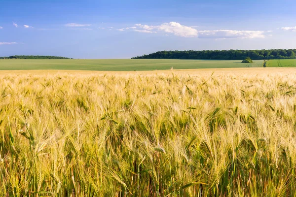 Ön planda arpa kulakları olan tahıl tarlaları