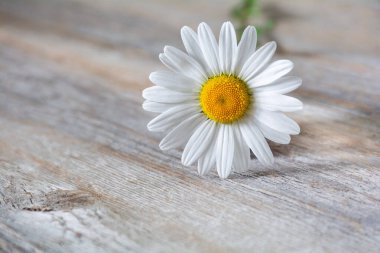 Tahta bir arka planda güzel beyaz papatya çiçeği