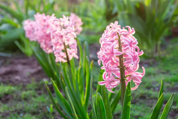 Bahçede açan pembe sümbüllerin güzel çiçekleri.