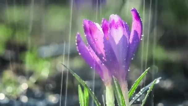 Цветки Сине Фиолетового Крокуса Дождем — стоковое видео
