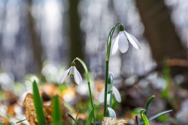 Ormanda güneşli bir günde beyaz kardamlalarının ilk bahar çiçekleri açar.