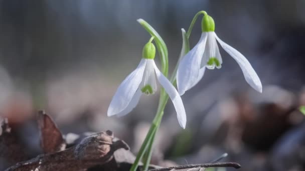 Schöne Blüten Weißer Schneeglöckchen Wiegen Sich Einem Sonnigen Tag Wind — Stockvideo