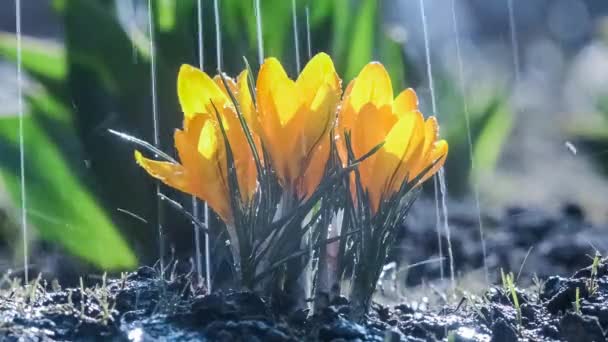 Hermosas Flores Azafrán Amarillo Bajo Lluvia — Vídeos de Stock