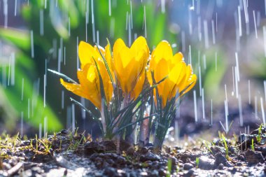 Beautiful yellow crocus flowers in spring rain