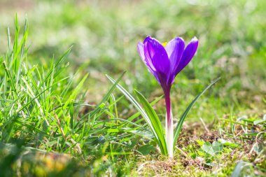 Güneşli bir günde yeşil çimlerde yetişen güzel mavi-mor kır çiçeği..