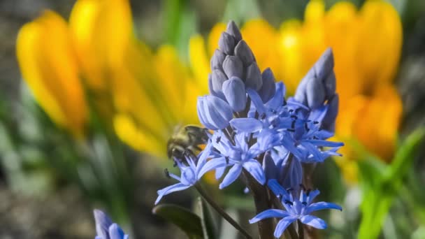 Una Abeja Colecciona Néctar Flores Primavera Jardín Flores Scilla Bifolia — Vídeos de Stock