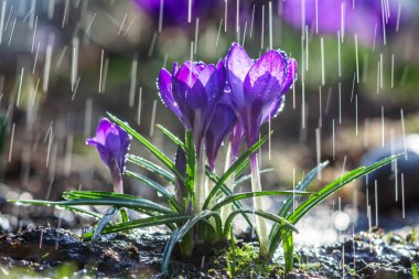 Bahar yağmurunda mavi timsahların güzel çiçekleri