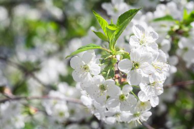 Güneşli bir bahar gününde beyaz kiraz çiçekleri