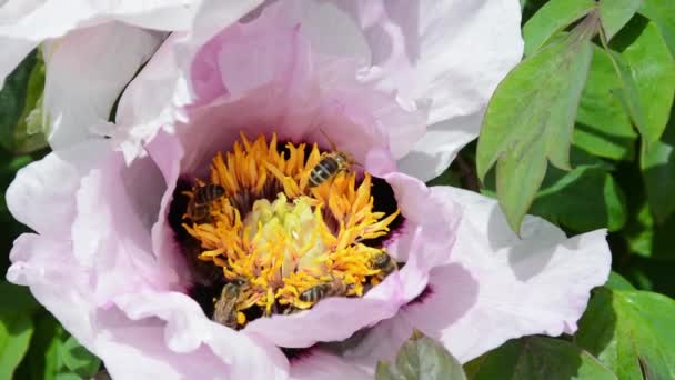 Бджоли Збирають Пилок Квітів Півонії Дерева — стокове відео