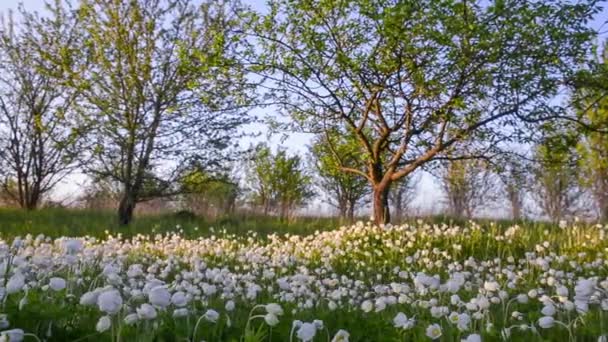 Красиві Білі Дикі Квіти Анемонів Цвітуть Саду Анемона Сильвестріс — стокове відео