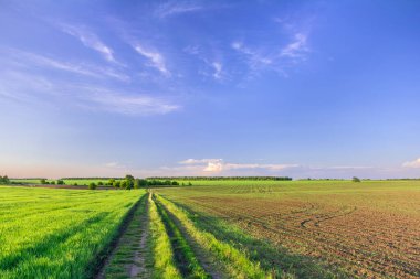 Field road between fields in spring. A green field of young wheat and a field of young shoots of corn
