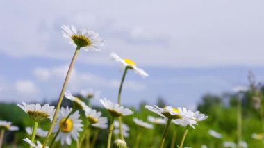 Rüzgarda sallanan yeşil bir tarladaki beyaz papatya çiçekleri. Papatyalar gökyüzüne yakın çekim yapıyor. Böcekler çiçeklere oturur.