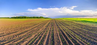 Sıralar halinde mısır filizleri ve buğday tarlalarıyla panoramik bir manzara.