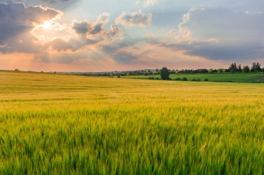 Kırsaldaki bir arpa tarlasında inanılmaz bir gün batımı.