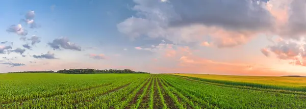 Yeşil bir tarlada günbatımının manzarası. Sıralar dolusu taze mısır filizleri. Panoramik görünüm