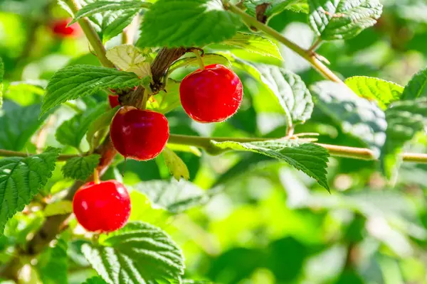 Kırmızı kirazlı keçeli böğürtlen. Japon kirazının meyveleri (Prunus tomentosa)