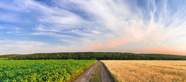 Yeşil fasulye tarlası ile olgun arpa tarlası arasında bir tarla yolu. Güzel yaz panoramik tarım manzarası