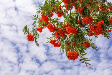 Masmavi gökyüzünün arka planında bulutlu olgun kırmızı kızılgerdan üzümleri.