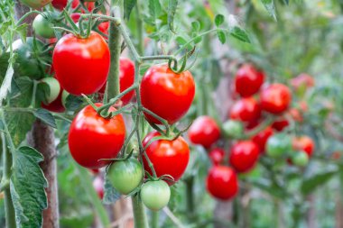 Red oval tomatoes ripen in a bunch on the stem of a tomato bush