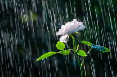 Yaz yağmuru damlasının arka planında usulca beyaz bir gül