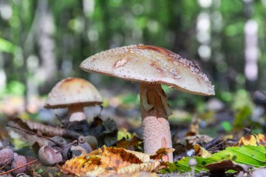 Genç mantarlar ormanda yetişir. Lezzetli yenilebilir mantar Amanita rubescens, ya da kızaran manita