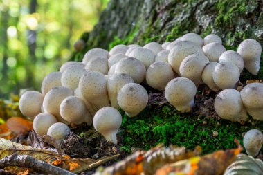Genç mantarlar Lycoperdon perlatum, yaygın olarak puffball mantarı olarak bilinir, ormandaki bir grupta, bir ağacın yakınındaki yosunların arasında yetişir.