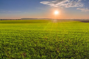 Kışlık buğday filizlerinden oluşan yeşil bir tarlanın üzerinde resim gibi gün batımı