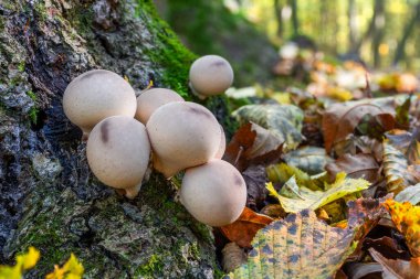Genç mantarlar Lycoperdon perlatum, yaygın olarak puffball mantarı olarak bilinir, ormandaki bir grupta, bir ağacın yakınındaki yosunların arasında yetişir.