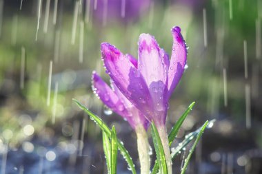 Yağmur damlalarının arka planında güzel mor kır çiçekleri