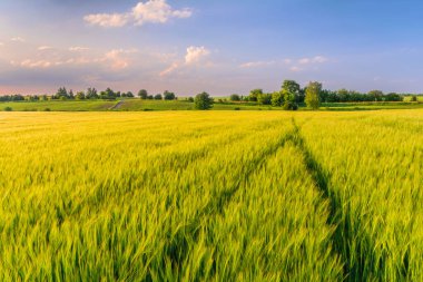 Kırsaldaki arpa tarlası. Genç arpa kulakları tarlası