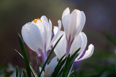 Crocus. Güzel beyaz-mor kır çiçekleri ilkbaharda açar.