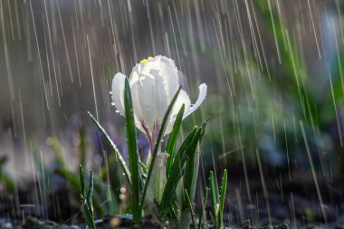 Bahar yağmurunda güzel beyaz kır çiçeği