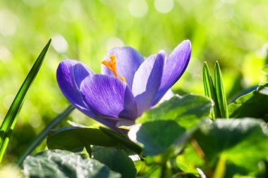 Crocus. Güzel mor kır çiçeği yakın plan.
