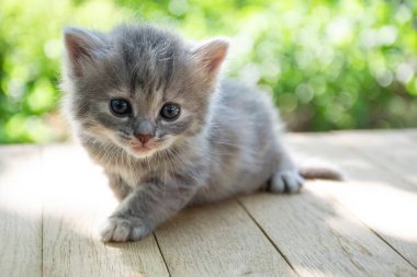Dışarıdaki ahşap masada sevimli, küçük gri bir kedi yavrusu.