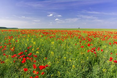 Yaz manzarası: Yeşil Tecavüz Tohumu Tarlasında Gelincikler