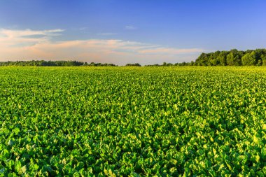 Günbatımında Pancar Sahası: İhale Yaprakları ve Akşam Gökyüzü Renkleri