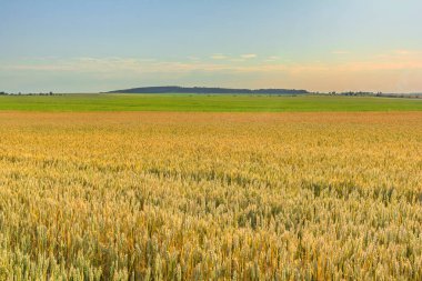 Gün batımında olgunlaşan buğday tarlası: Ufuktaki Kulaklar, Tarlalar ve Orman