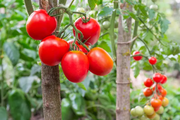 Domates fidanlığı: Domates fidanlarının kökleri üzerinde olgunlaşan kırmızı domatesler