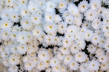 Beyaz Kasımpatı: Hassas bir çiçek arkaplan dokusu