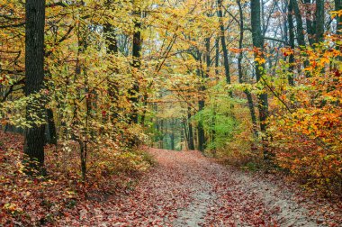 Orman Yürüyüşü: Sonbahar Ormanında Bir Yol